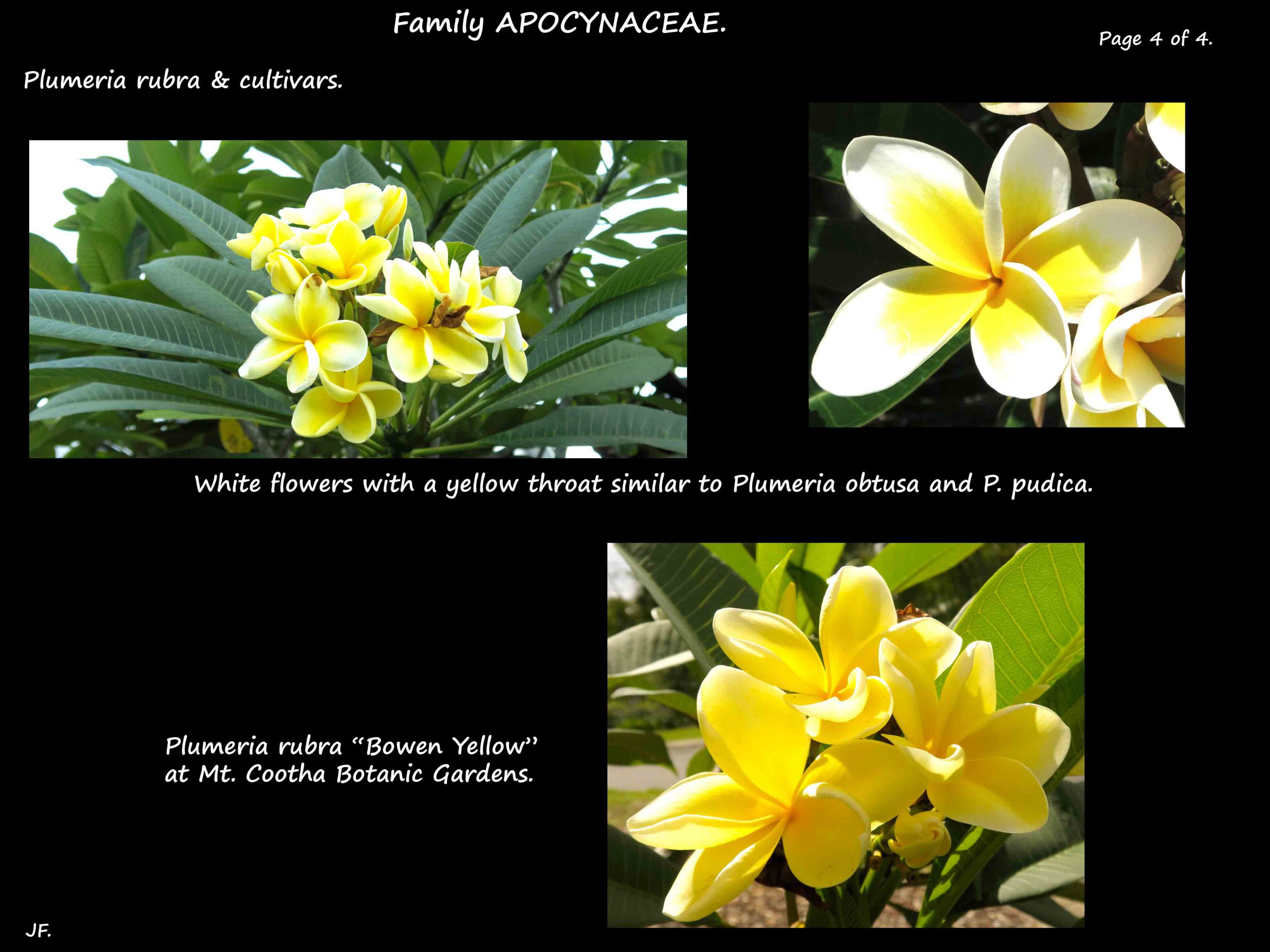 4 Yellow Plumeria rubra